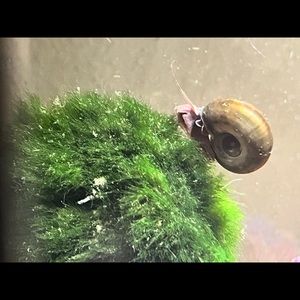 ONE Ramshorn 🐌